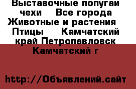 Выставочные попугаи чехи  - Все города Животные и растения » Птицы   . Камчатский край,Петропавловск-Камчатский г.